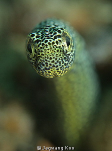 GARDEN EEL by Jagwang Koo 